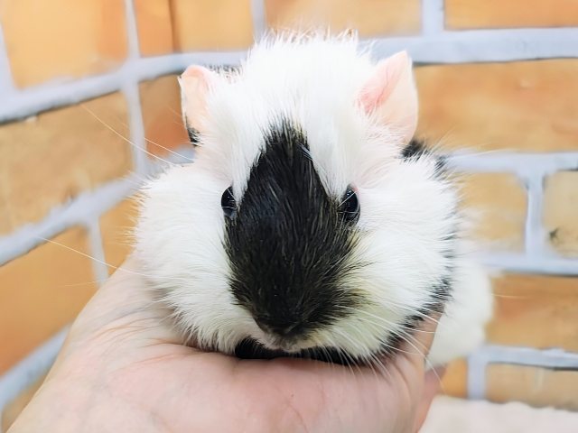 寝癖みたいにかわいいくせっ毛♡アビシニアンモルモットのベビー入荷しました❤️ アビシニアンモルモット