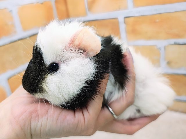 アビシニアンモルモット