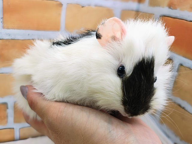 アビシニアンモルモット