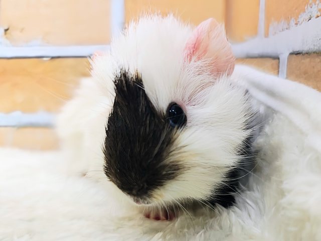 寝癖みたいにかわいいくせっ毛♡アビシニアンモルモットのベビー入荷しました❤️ アビシニアンモルモット