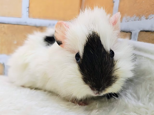 寝癖みたいにかわいいくせっ毛♡アビシニアンモルモットのベビー入荷しました❤️