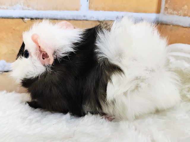 寝癖みたいにかわいいくせっ毛♡アビシニアンモルモットのベビー入荷しました❤️ アビシニアンモルモット