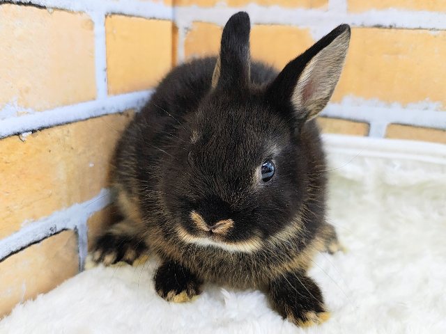 小さいのに存在感あるの♪ネザーランドドワーフラビットのベビー入荷しました❤️ ネザーランドドワーフ