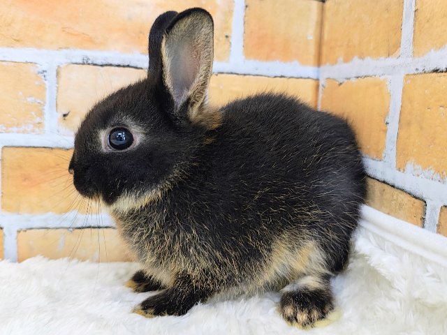 ネザーランドドワーフ