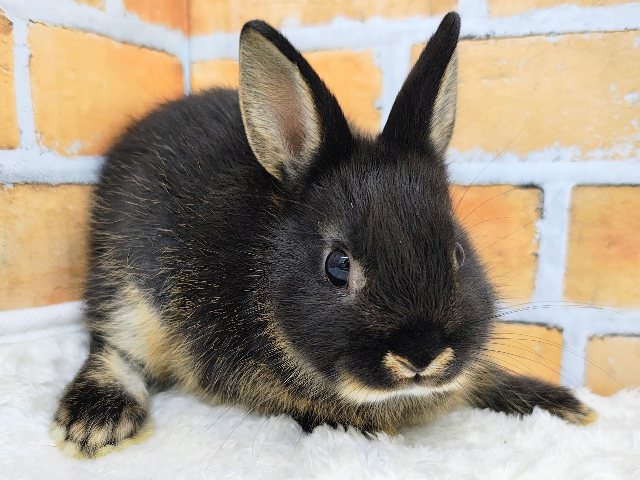 小さいのに存在感あるの♪ネザーランドドワーフラビットのベビー入荷しました❤️ ネザーランドドワーフ