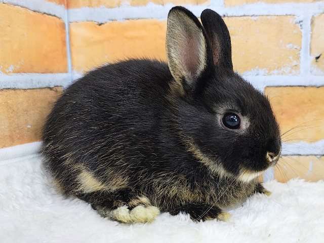 小さいのに存在感あるの♪ネザーランドドワーフラビットのベビー入荷しました❤️ ネザーランドドワーフ