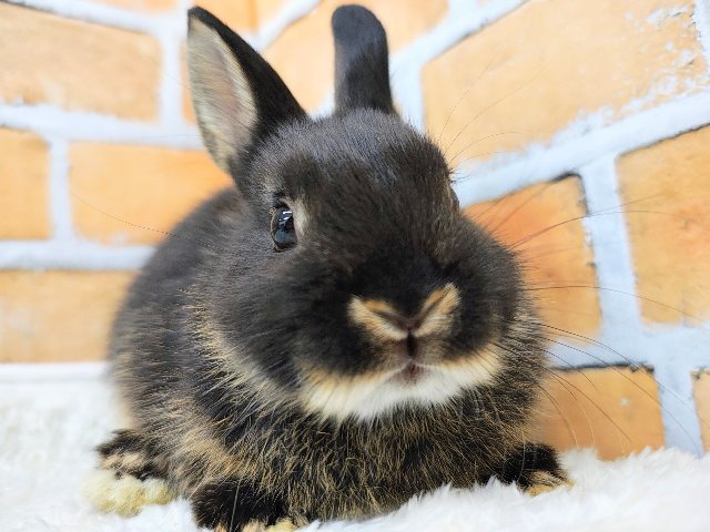 小さいのに存在感あるの♪ネザーランドドワーフラビットのベビー入荷しました❤️