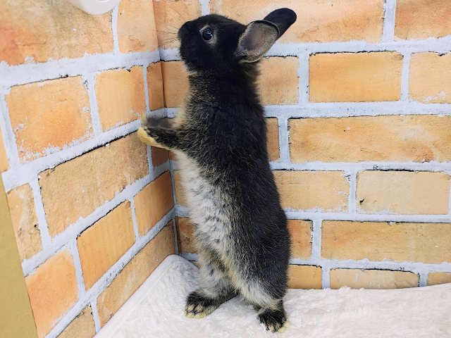 小さいのに存在感あるの♪ネザーランドドワーフラビットのベビー入荷しました❤️ ネザーランドドワーフ