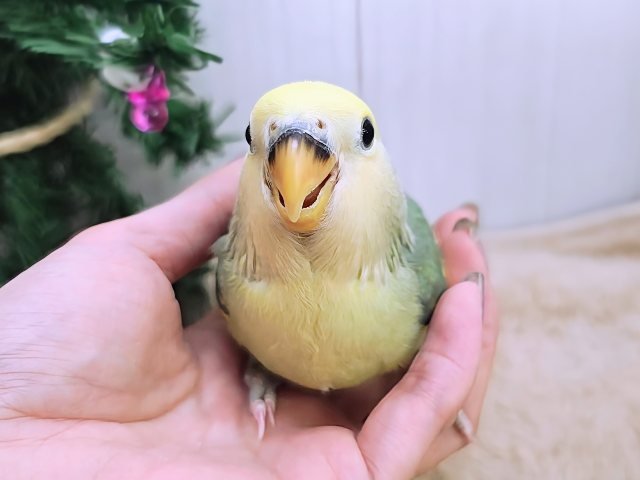 コザクラインコ（小桜インコ）
