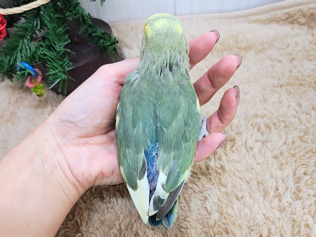 コザクラインコ（小桜インコ）