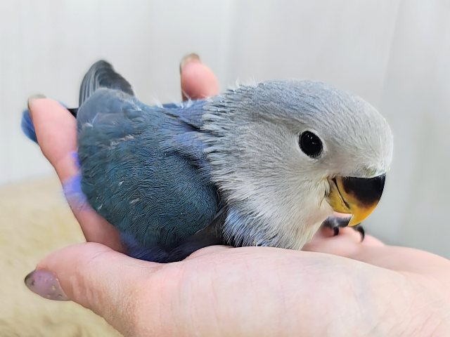最新画像更新♡深海ブルー💙とても綺麗な1羽です!小桜インコ(バイオレット) コザクラインコ(小桜インコ)