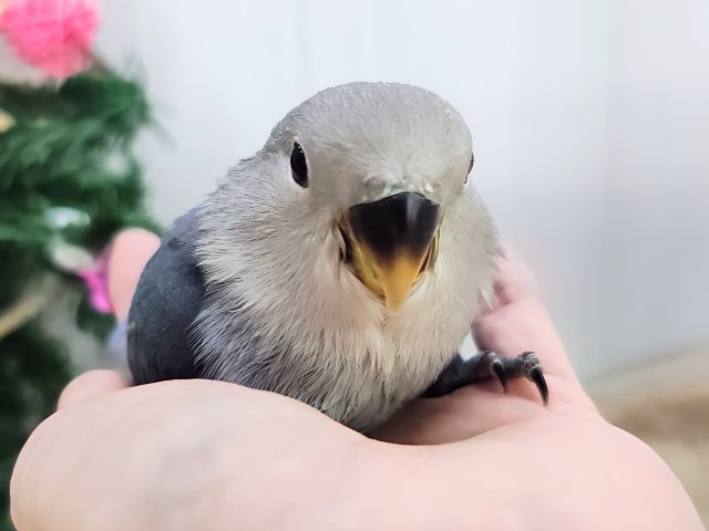 最新画像更新♡深海ブルー💙とても綺麗な1羽です!小桜インコ(バイオレット) コザクラインコ(小桜インコ)