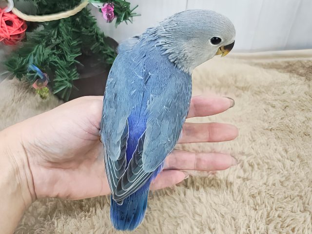 最新画像更新♡深海ブルー💙とても綺麗な1羽です!小桜インコ(バイオレット) コザクラインコ(小桜インコ)