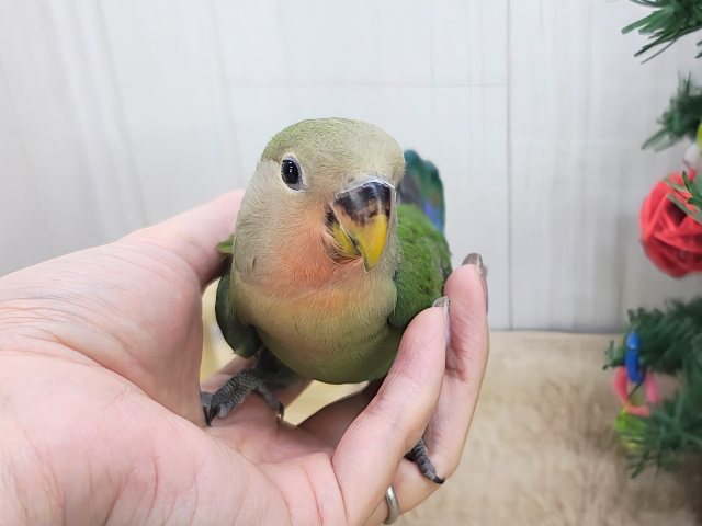コザクラインコ（小桜インコ）