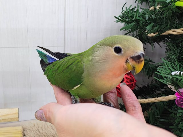 コザクラインコ（小桜インコ）