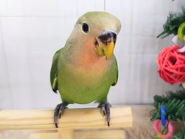 最近画像更新♡お顔が真っ赤に変身するよっ‪🔆‬コザクラインコのヒナ(ノーマル)入荷しました❤️