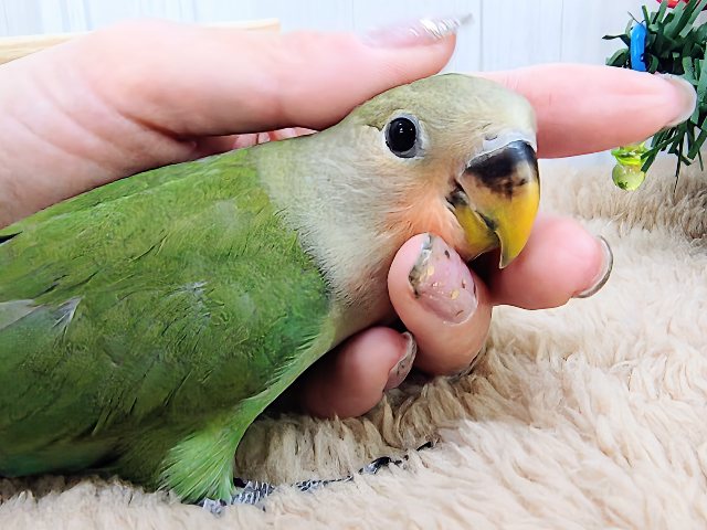 コザクラインコ（小桜インコ）