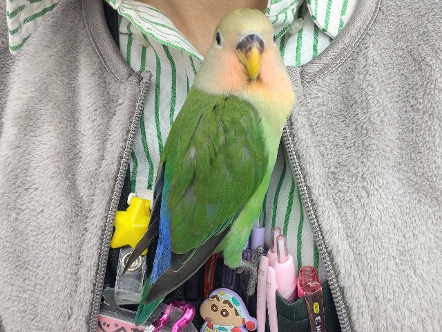 コザクラインコ（小桜インコ）