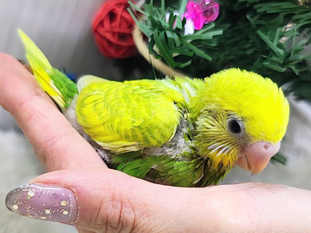 セキセイインコ
