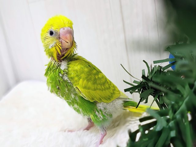 セキセイインコ