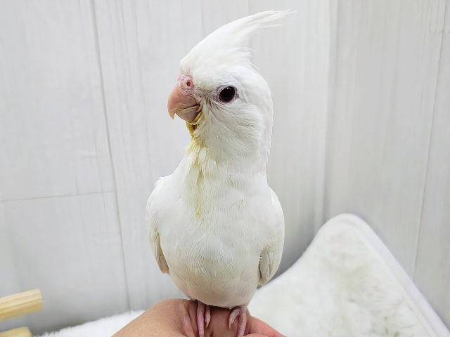 オカメインコ