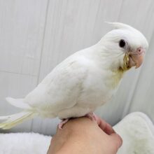 最新画像更新♥きらきらルビーアイの天使が舞い降りた🪽オカメインコ（ピュアホワイト）