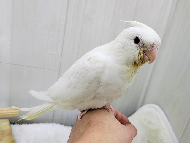 最新画像更新♥きらきらルビーアイの天使が舞い降りた🪽オカメインコ（ピュアホワイト）