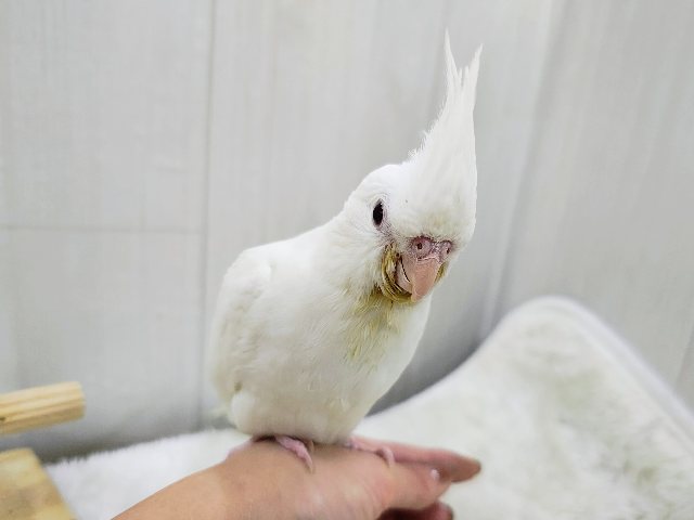 オカメインコ