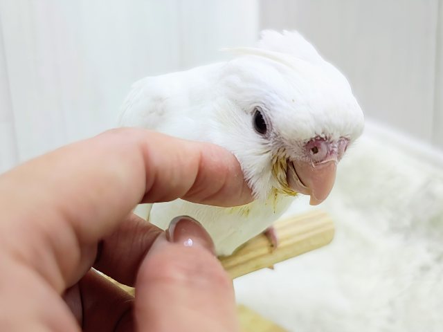 オカメインコ