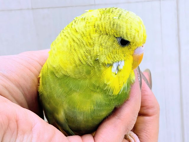 ジャンボセキセイインコ