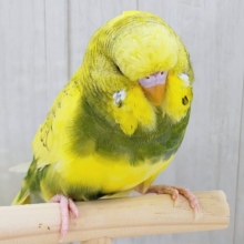 最新画像更新✨究極のツンデレでれぇ〜♡なジャンボセキセイインコ🌱