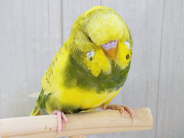 最新画像更新✨究極のツンデレでれぇ〜♡なジャンボセキセイインコ🌱