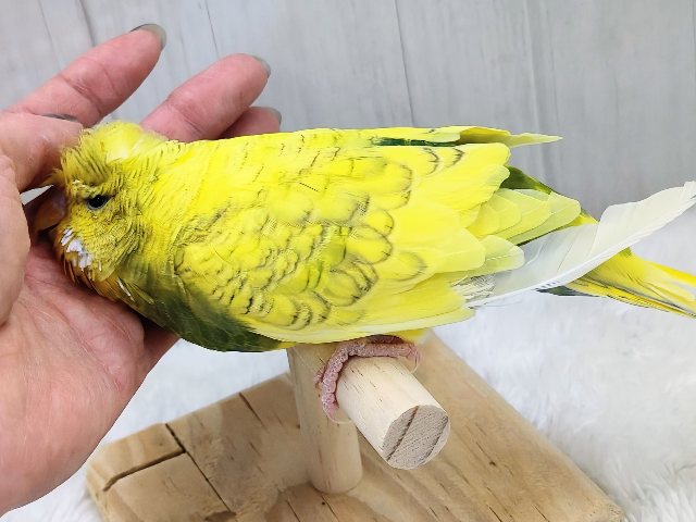 ジャンボセキセイインコ