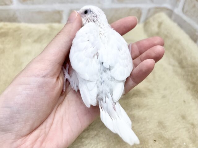 ホワイトスノー☃️🌨️ セキセイインコ(ダブルファクター) セキセイインコ