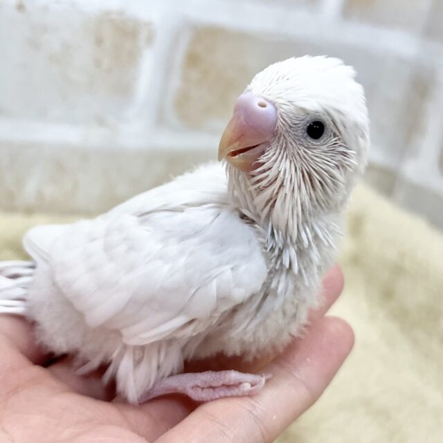ホワイトスノー☃️🌨️ セキセイインコ(ダブルファクター) ホワイトスノー☃️🌨️ セキセイインコ(ダブルファクター)