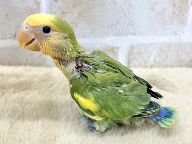 コザクラインコ（小桜インコ）