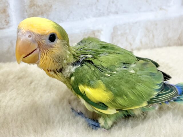 コザクラインコ（小桜インコ）