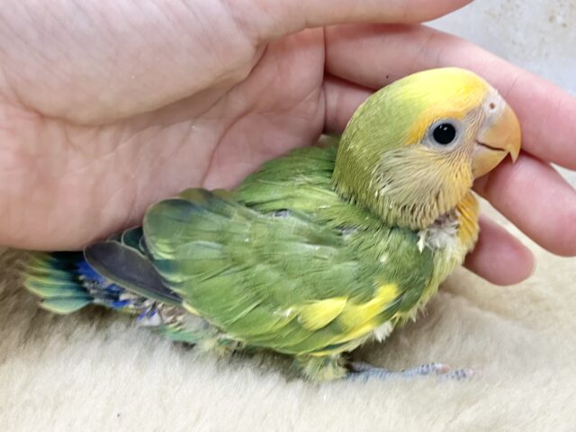コザクラインコ（小桜インコ）