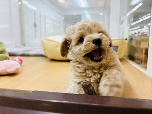 た〜〜くさん甘える準備はできてます♡マルプーくん! マルプー