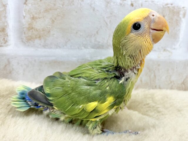 コザクラインコ（小桜インコ）