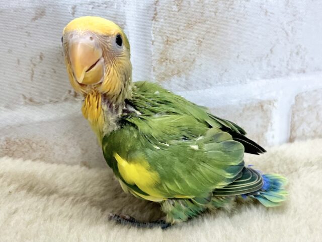 コザクラインコ（小桜インコ）