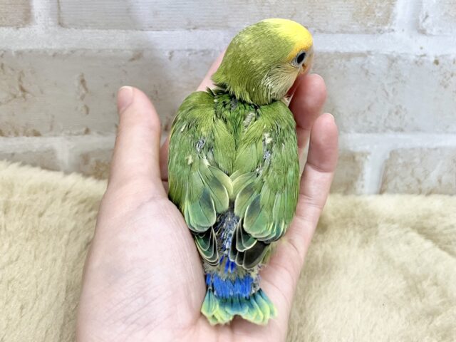 明るい元気カラー🧡💫 コザクラインコ(オレンジフェイスパイド) コザクラインコ(小桜インコ)
