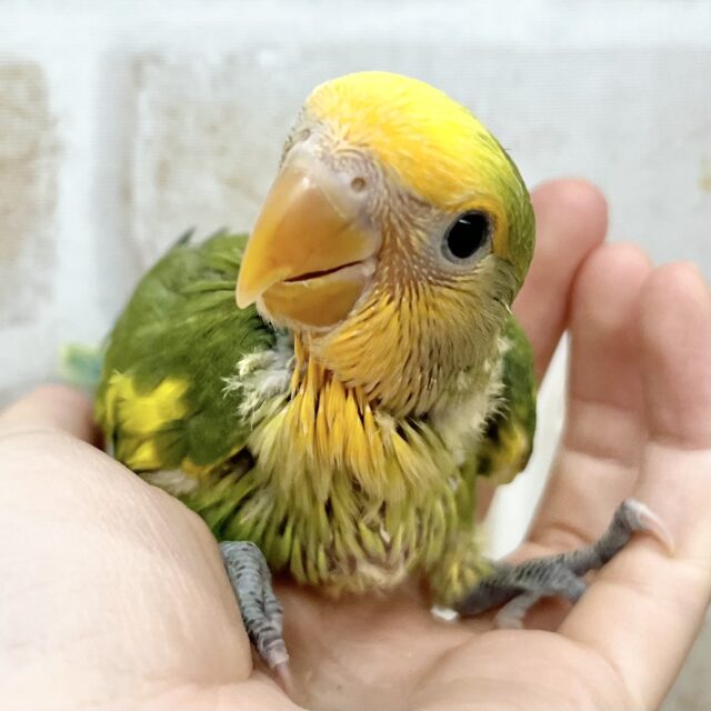 明るい元気カラー🧡💫 コザクラインコ(オレンジフェイスパイド) 明るい元気カラー🧡💫 コザクラインコ(オレンジフェイスパイド)