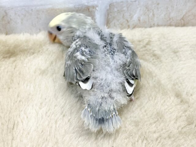 上品な色味です🩶🌃✨ コザクラインコ(モーブパイド) コザクラインコ(小桜インコ)