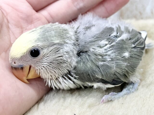 コザクラインコ（小桜インコ）