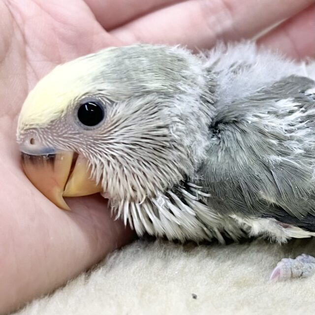 上品な色味です🩶🌃✨ コザクラインコ(モーブパイド) 上品な色味です🩶🌃✨ コザクラインコ(モーブパイド)