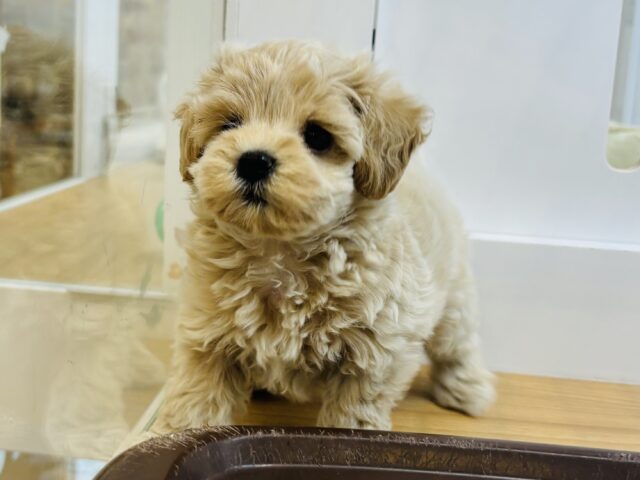 た〜〜くさん甘える準備はできてます♡マルプーくん! マルプー