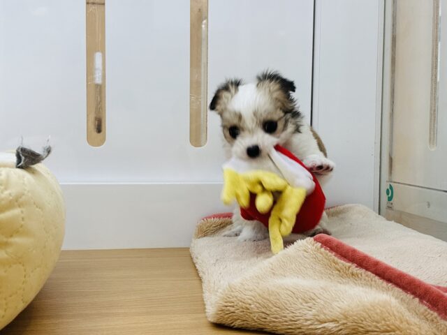 チワマル（マルチワ）