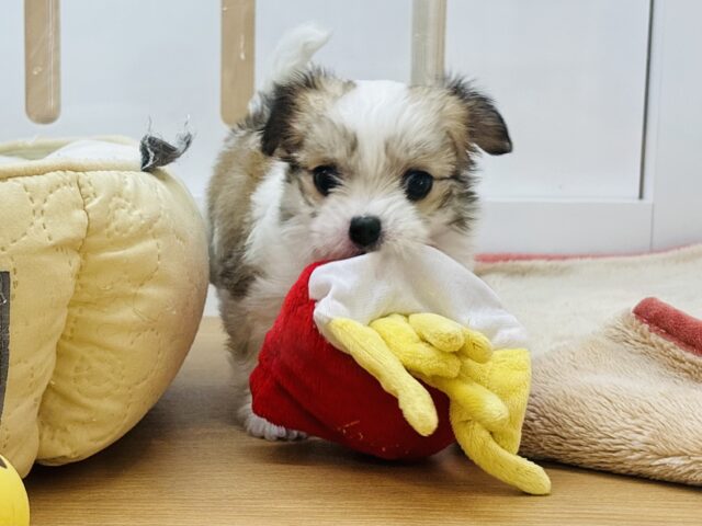 可愛いお顔で見つめていい？チワマルちゃん！