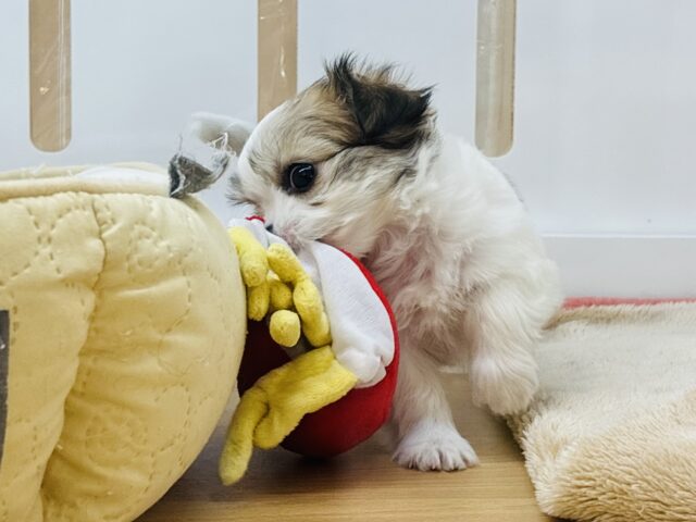 チワマル（マルチワ）